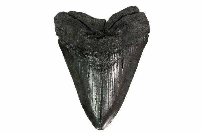 Fossil Megalodon Tooth - South Carolina #167893